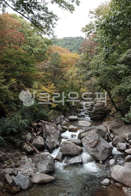 streaming,Valley,sound of water,autumn mountain,Maple