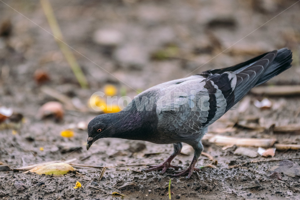 bird,새,animal,동물,비둘기,조류,유해조류,동물,animal,조류,새,birds