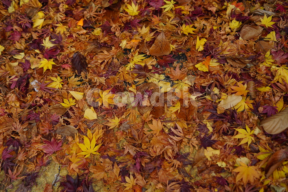 낙엽,단풍,가을,고독,바닥,쓰레기,쓸쓸,자연,계절,fall,autumn,season,plants,nature,식물,관악구,도시,노을,서울,city,landscape,풍경,감성,sensible,feeling,가을,계절,fall,autumn,season,plant,leaf,잎,tree,나무