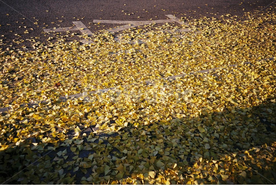 은행잎,은행,가을,낙옆,노란색,가을,계절,fall,autumn,season