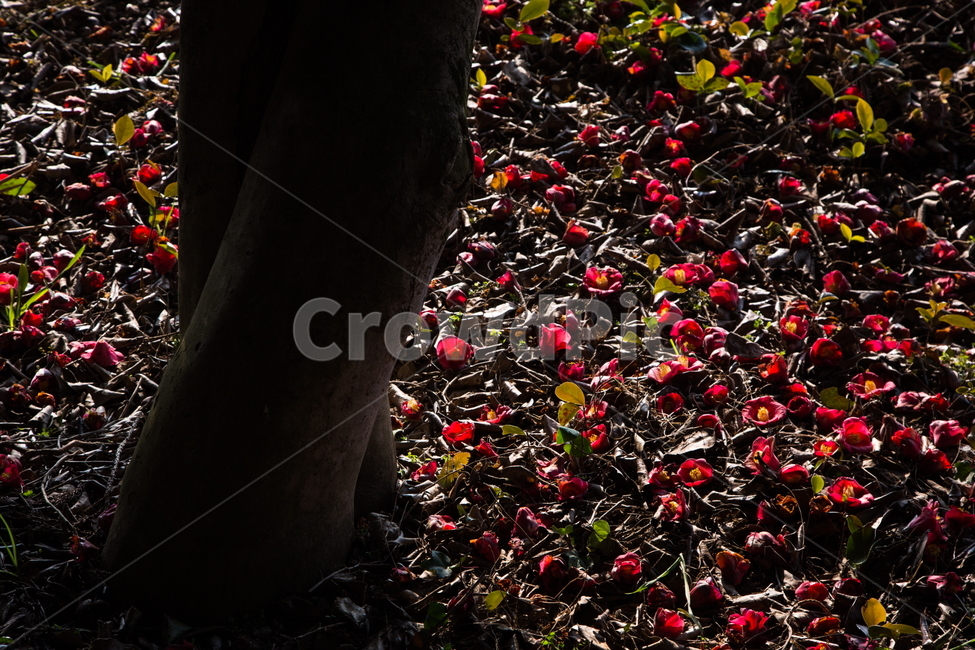 동백꽃,봄,동백,감성,빛,식물,자연,plants,nature,꽃,flower,나무,trees,wood