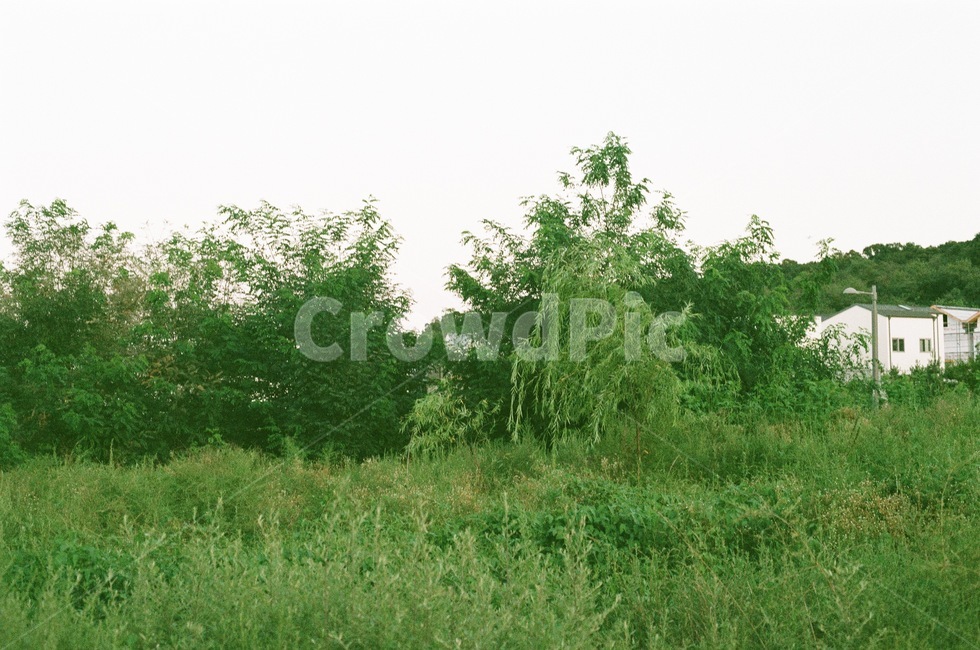 nature,자연,tree,나무,풀,식물