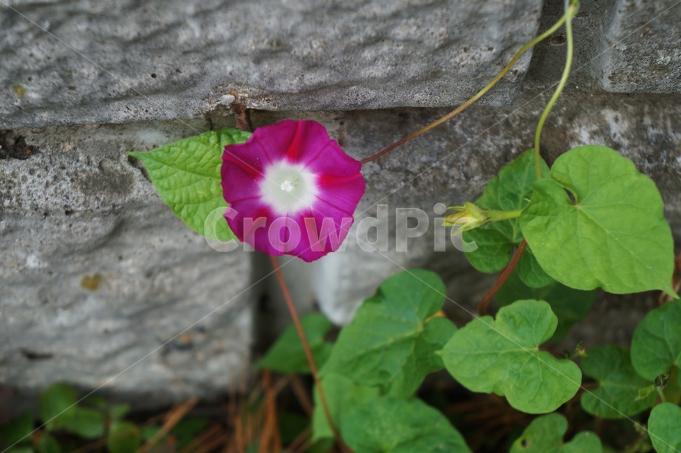 나팔꽃,모닝글로리,견우화,morningglory,덩굴식물,메꽃과,일년생초본,식물,자연,plants,nature,꽃,flower