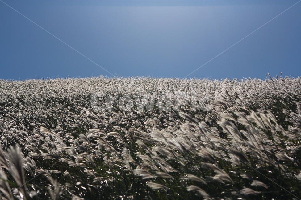 억새,풍경,하늘,새별오름,가을,억새풍경,가을풍경,가을,계절,fall,autumn,season,plant,식물,grass,잔디