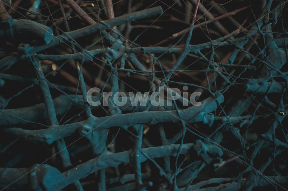 패턴,얼룩,감성,나뭇가지,구도,일상,스냅,나무,소품,식물,자연,plants,nature