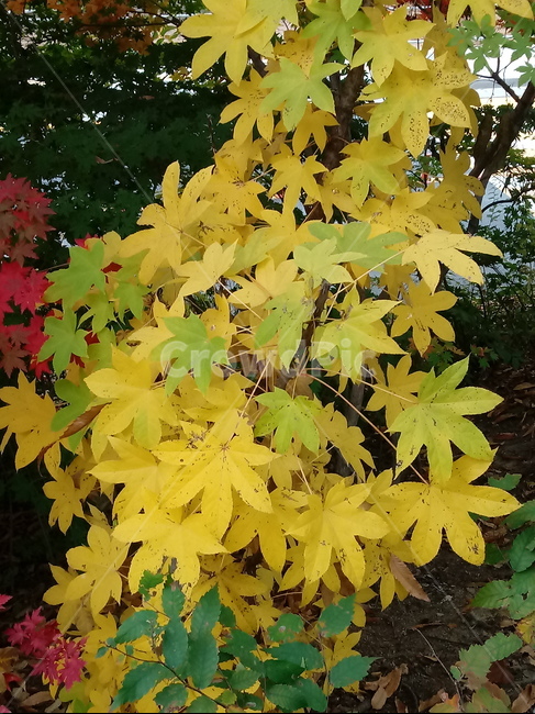 단풍,단풍잎,단풍나무,가을,leaf,잎,plant,식물,tree,나무,계절,fallautumnseason,outdoors,옥외,자연풍경,naturelandscape,낙엽,가을,계절,fall,autumn,season,식물,자연,plants,nature,maple,maple leaf