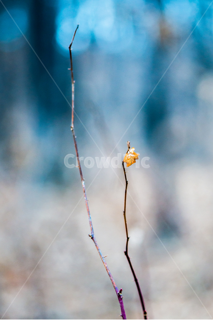 봄,나뭇가지,새순,나무,경칩,입춘,겨울가지,식물,자연,plants,nature
