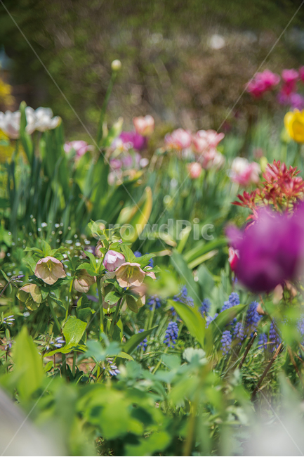 꽃밭,봄꽃,알록달록,봄,정원,가든,가드닝,식물,garden,gardening,flower,spring,식물,자연,plants,nature,꽃,flower