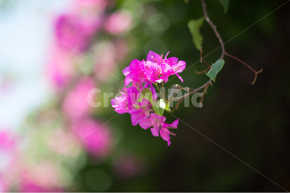 봄,봄꽃,핑크꽃,꽃접사,자연,봄,계절,spring,season,식물,자연,plants,nature,꽃,flower,geranium,제라늄,plant,blossom