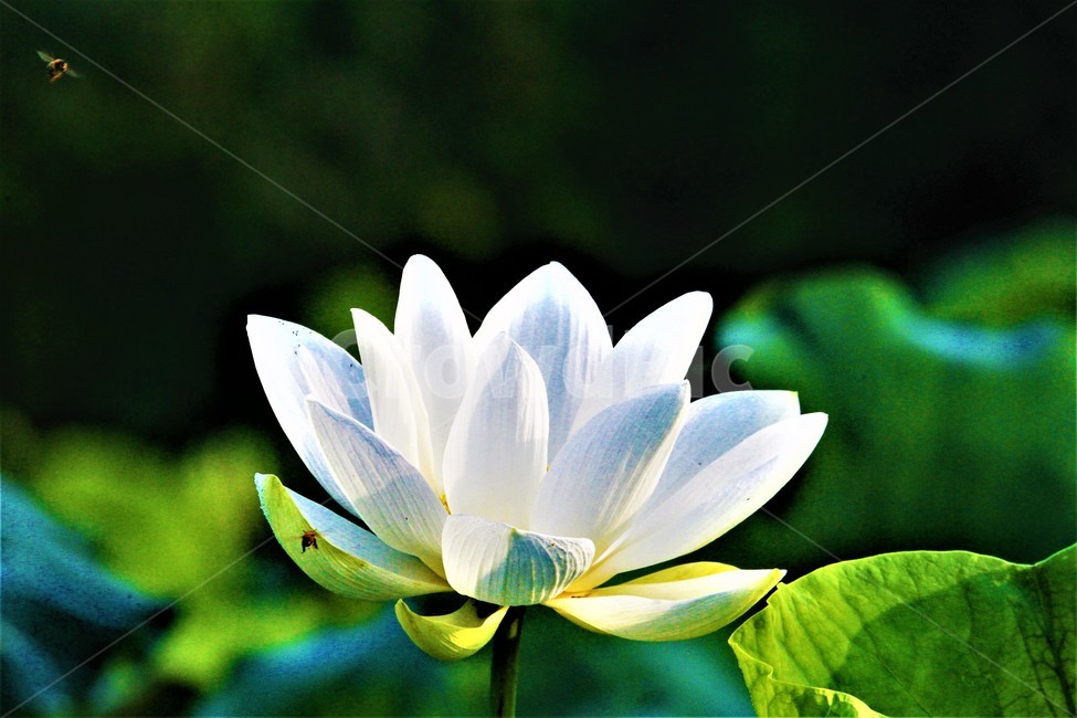 연꽃,꽃,식물,flower,벌,식물,자연,plants,nature,꽃,flower