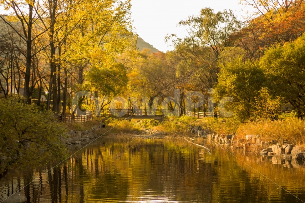 단풍,강,연못,반영,숲,가을,계절,fall,autumn,season,자연,풍경,nature,landscape,한국자연풍경,한국자연경관,korea nature landscape,water,물,outdoors,옥외