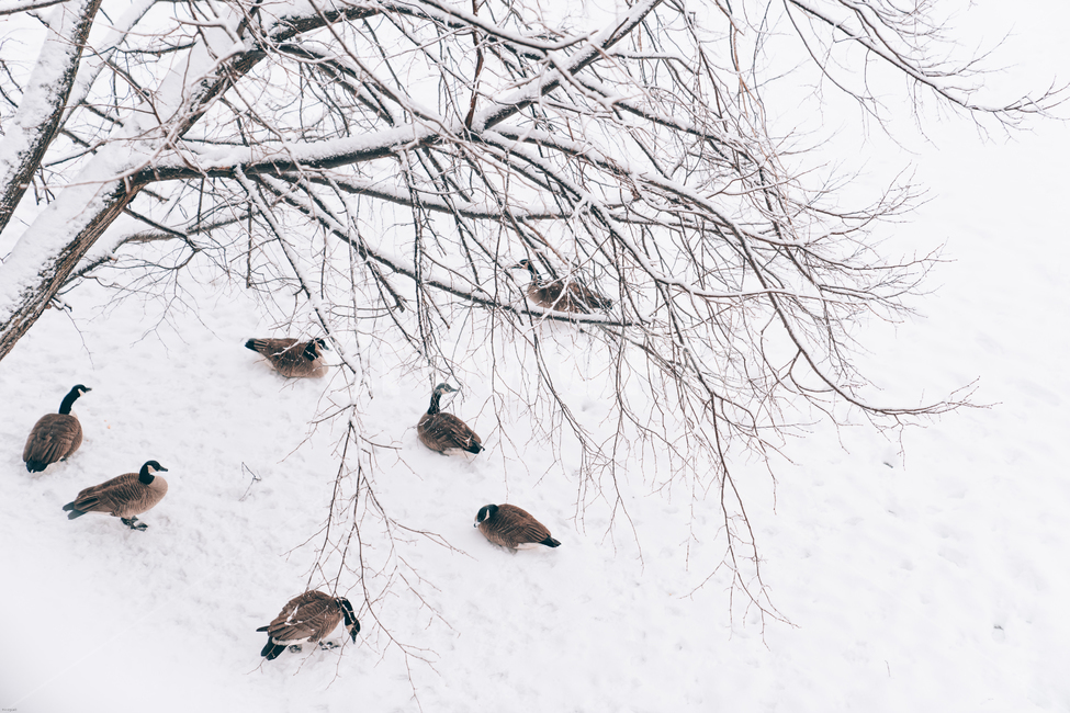 오리,거위,눈,겨울,나무,새,겨울,계절,winter,season,동물,animal,조류,새,birds