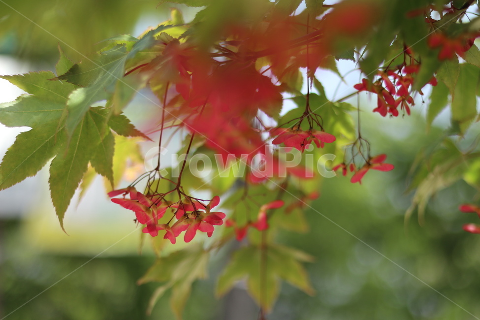 단풍나무,단풍씨앗,5월,빛,맑음,식물,자연,plants,nature