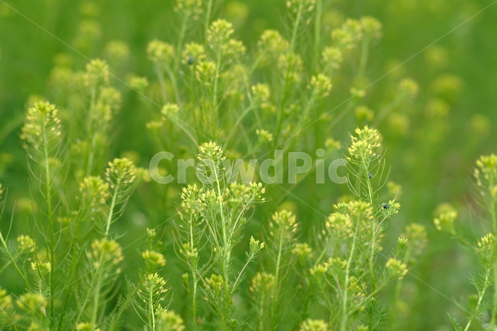 plant,식물,들꽃,꽃,접사,잡초
