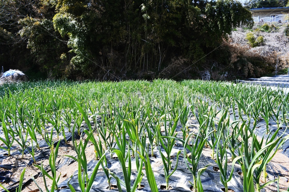 봄,꽃,시골,밭,파,흙,농촌,향기,산업,industry,industrial,농업,농사,agriculture,farming,farming industry