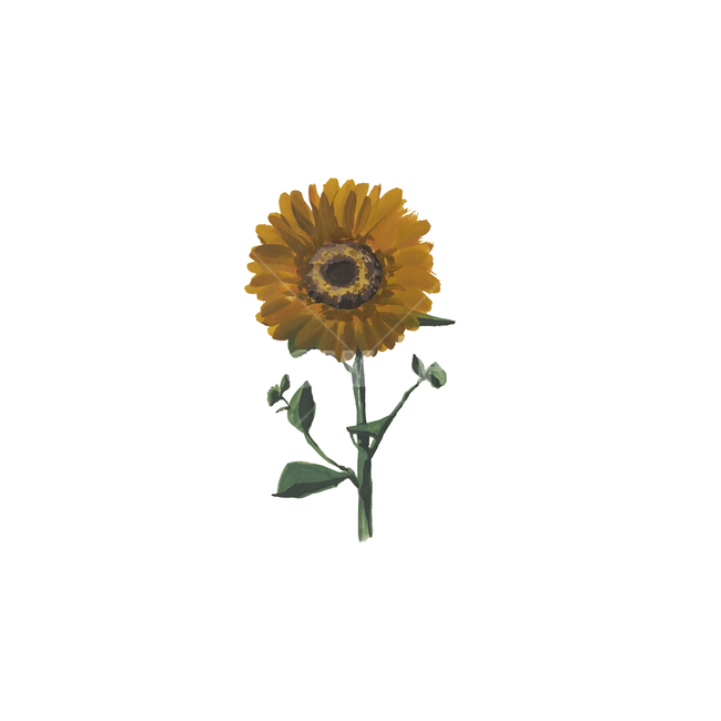 해바라기,꽃,일러스트,꽃일러스트,그림,고흐해바라기,이쁜꽃,illustration,flower,sunflower,그래픽,일러스트레이션,graphic,illustration