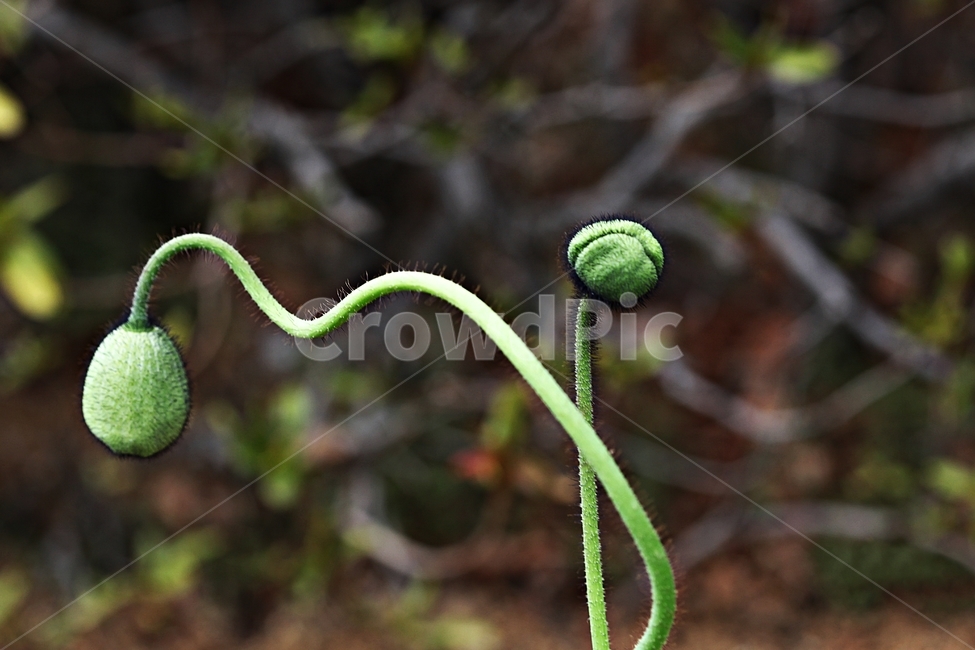 양귀비,꽃,식물,자연,배경,식물,자연,plants,nature,꽃,flower