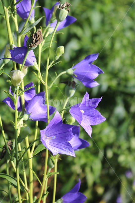꽃,도라지꽃,도라지,식물,야생화,보라색꽃,자연,들꽃,식물,자연,plants,nature,꽃,flower