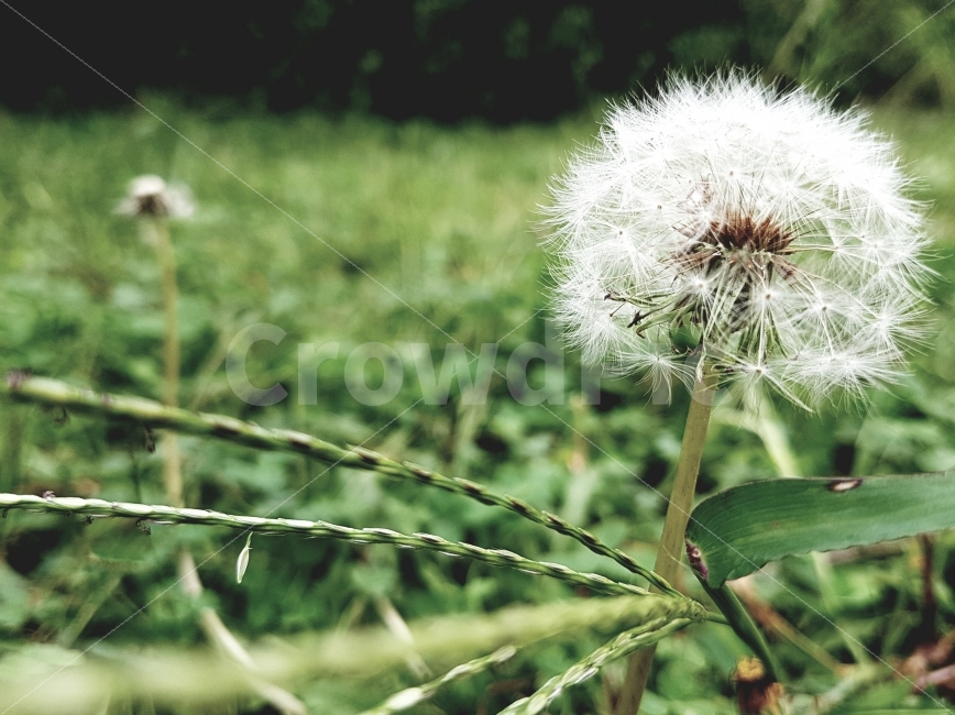 민들레씨,초원,잔디,사찰,땅,일상,오후,노랑,색감,dandelion,pasture,grass,Temple,ground,Afternoon,daily,yellow,color,View,식물,자연,plants,nature,꽃,flower
