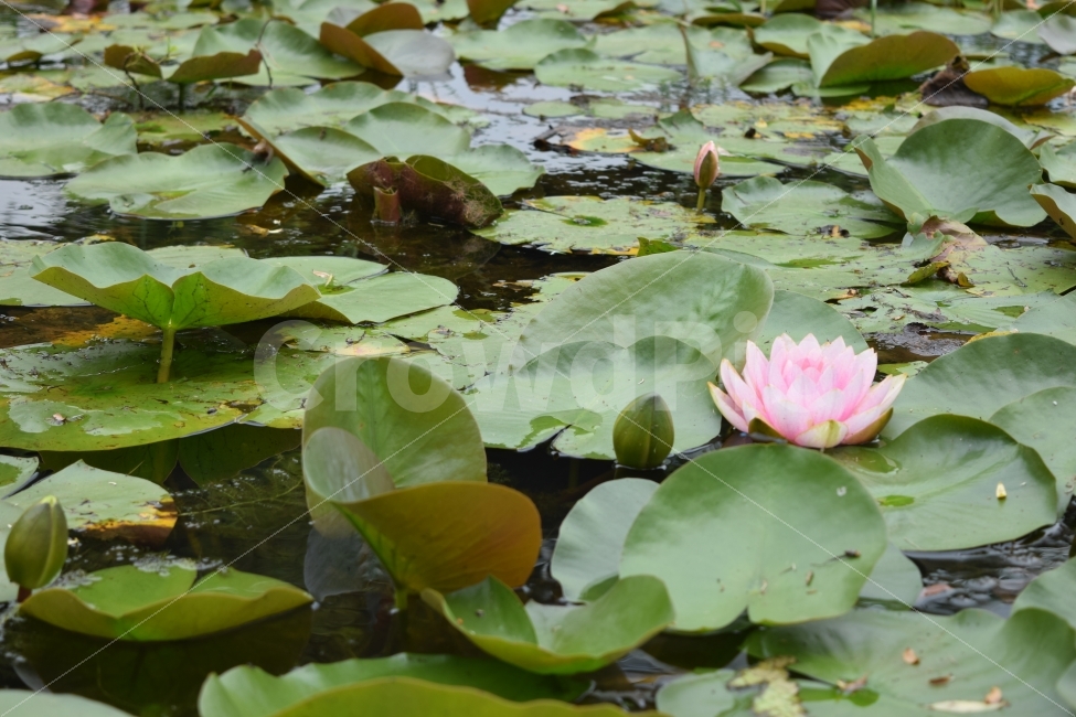 양평,세미원,식물,연꽃,수련,식물,자연,plants,nature,꽃,flower