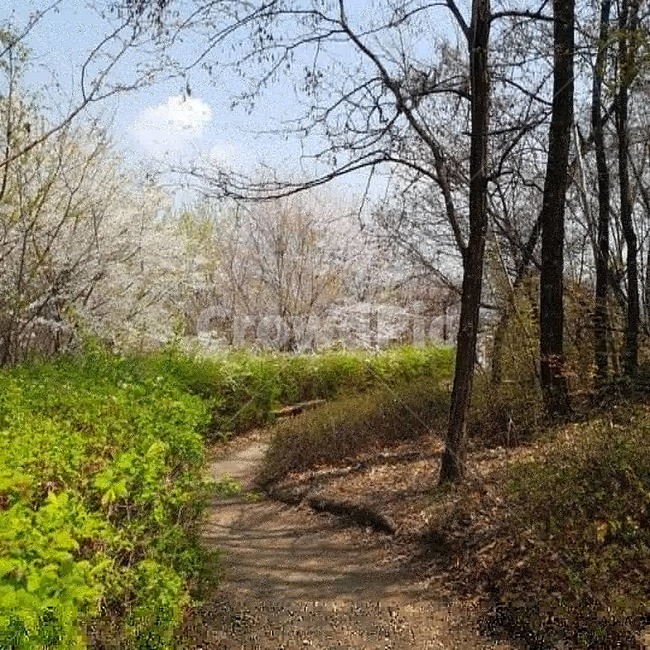 벚꽃,공원,산책로,봄,나무