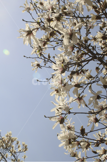 plant,식물,blossom,flower,꽃,spring,봄,봄꽃,흰꽃,하얀꽃,white,whiteflower,목련,백목련