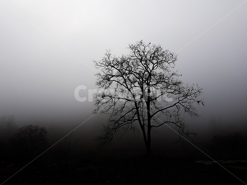 흑백,나무,자연,안개,빛,감성,감성사진,식물,자연,plants,nature,나무,trees,wood,흑백,모노톤,monochrome,black and white