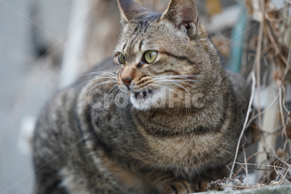 애완동물,animal,동물,고양이,길고양이,cat,pet,길냥이,뱅갈고양이,사냥감,포착,응시,동물,animal,포유류,mammal,고양이,cat,kitten,kitty