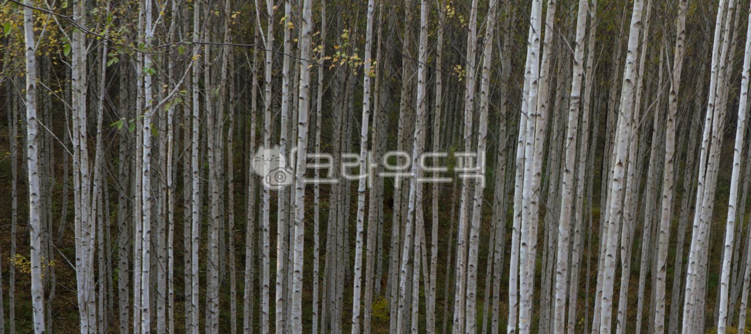 small forest,birch tree,Inje,autumn forest,forest land,birch forest,birch maple leaves,Deputy Won,autumn,autumn birch tree