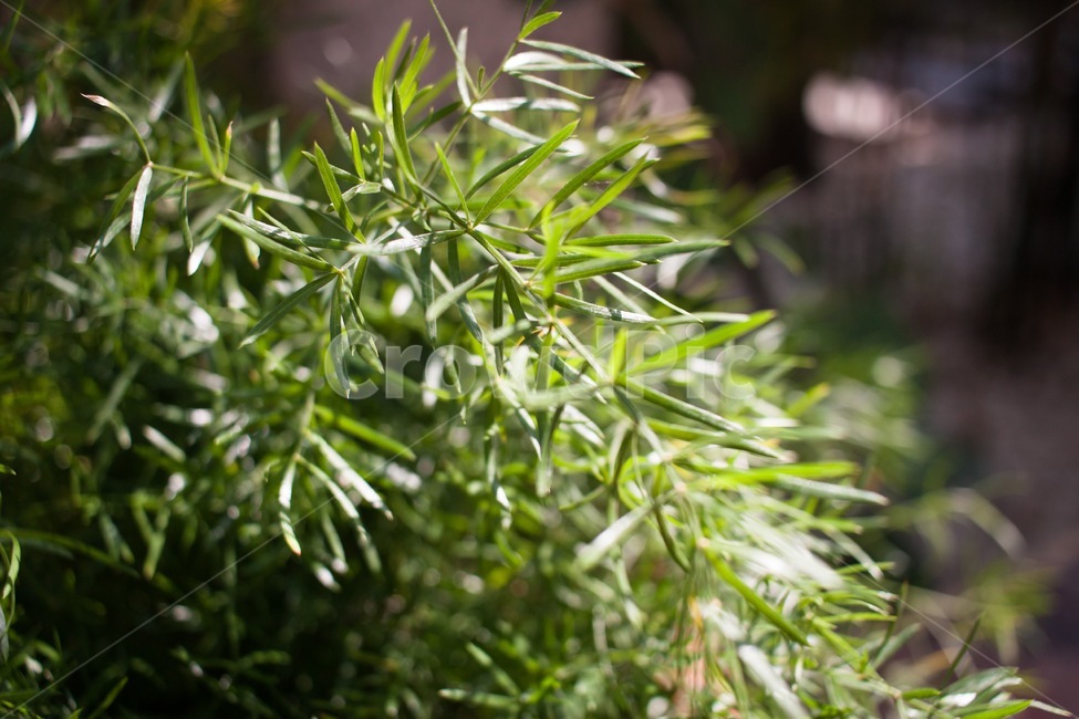 plant,식물,leaf,잎,herb,허브,녹색,green
