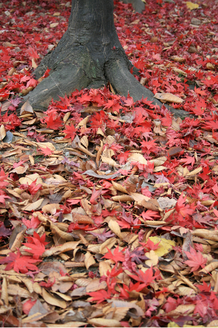 단풍,낙엽,가을,잎,plants,nature,가을,계절,fall,autumn,season,식물,자연,plants,nature,나무,trees,wood,leaf,plant,tree,maple