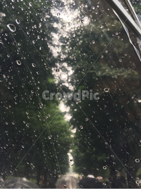 풍경,비,우산,가로수,집에가는길,비내림,빗방울,방울,빗물,비,비오는날,rain,rainy
