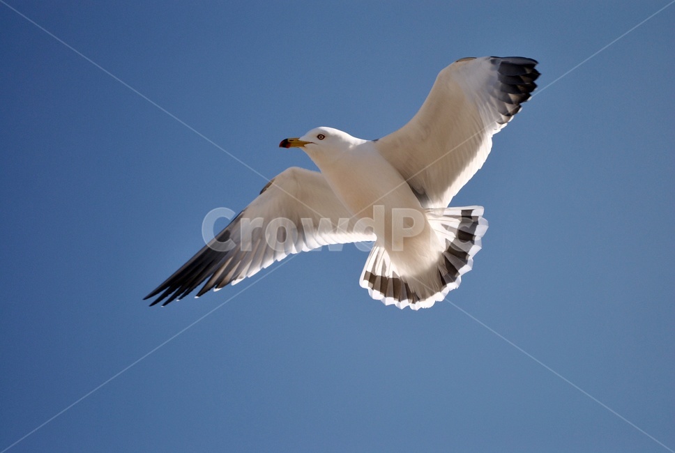 갈매기,비행,날개,하늘,조류,seagull,flying,wing,sky,bird,동물,animal,조류,새,birds