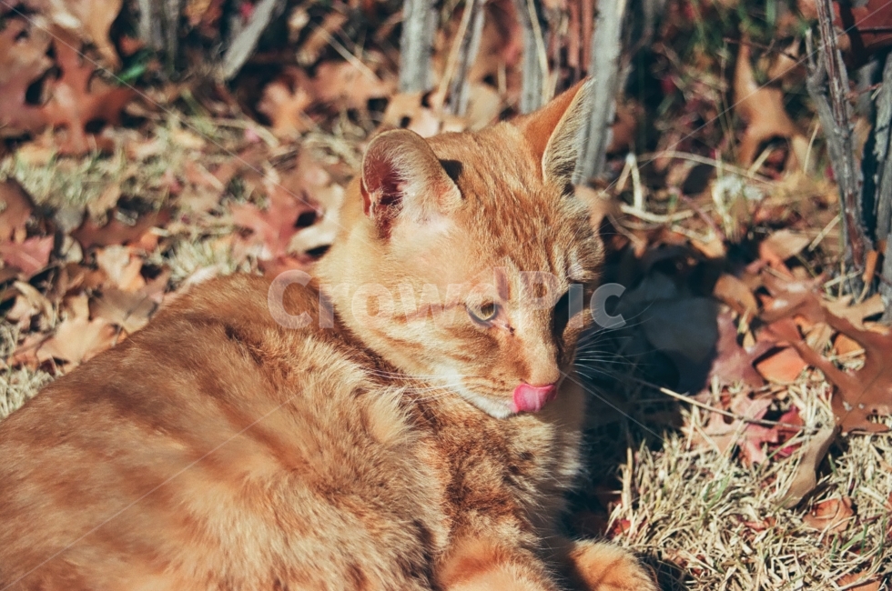 고양이,고양이사진,동물사진,동물,cat,animal,길고양이,감성사진,감성,감정,emotion,표정,얼굴,face,그루밍,풀밭,자연,nature,나무,tree,동물,animal,포유류,mammal,고양이,cat,kitten,kitty,감성,sensible,feeling