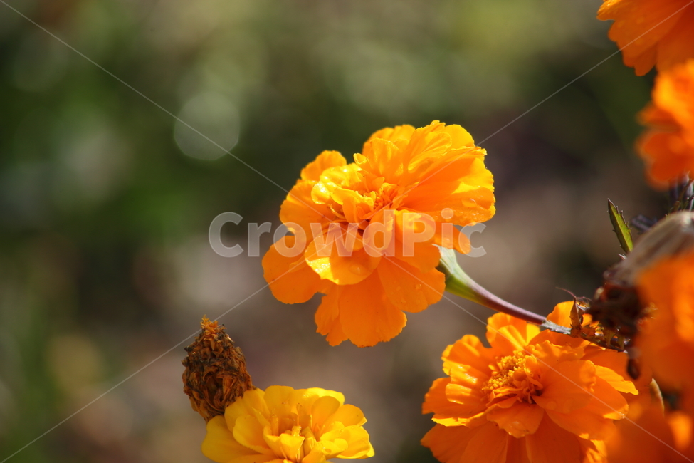 메리골드,꽃,식물,marigold,국화과,만수국,식물,자연,plants,nature,꽃,flower