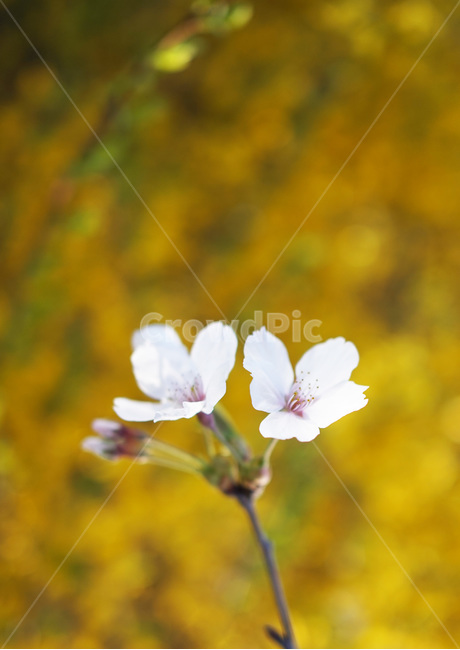 개나리,벚꽃,벚꽃나무가지,노란색,봄꽃,봄,계절,spring,season,식물,자연,plants,nature,꽃,flower,geranium,제라늄,plant,blossom