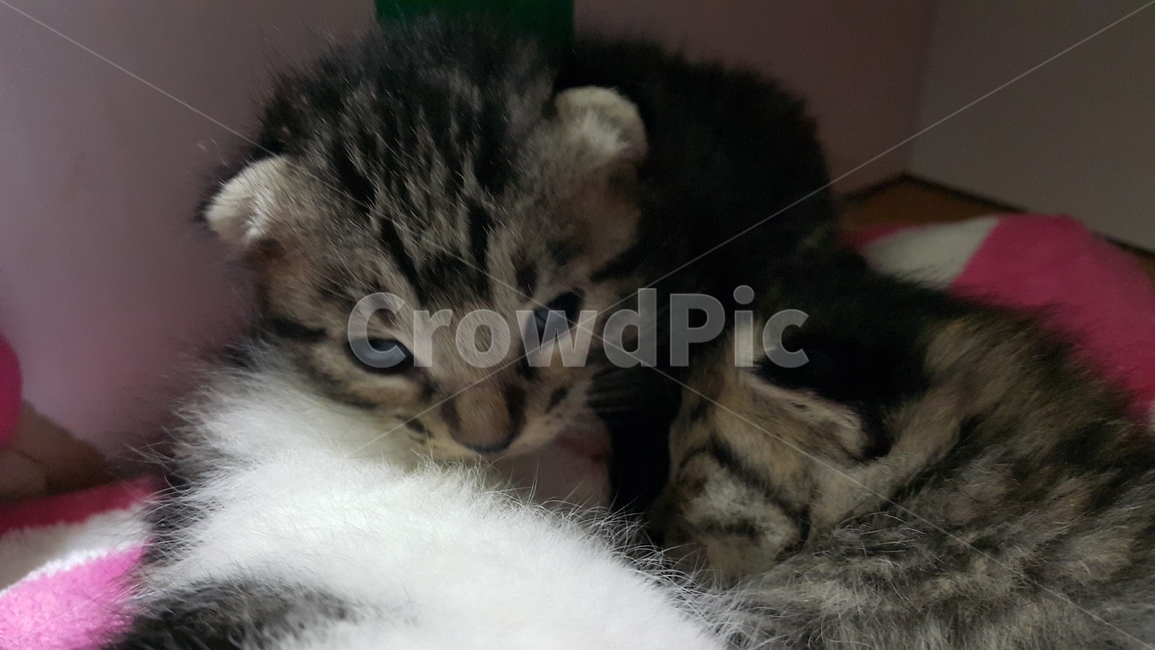 아기고양이,귀여움,냐옹이,냥냥이,깜찍함,동물,animal,포유류,mammal,고양이,cat,kitten,kitty