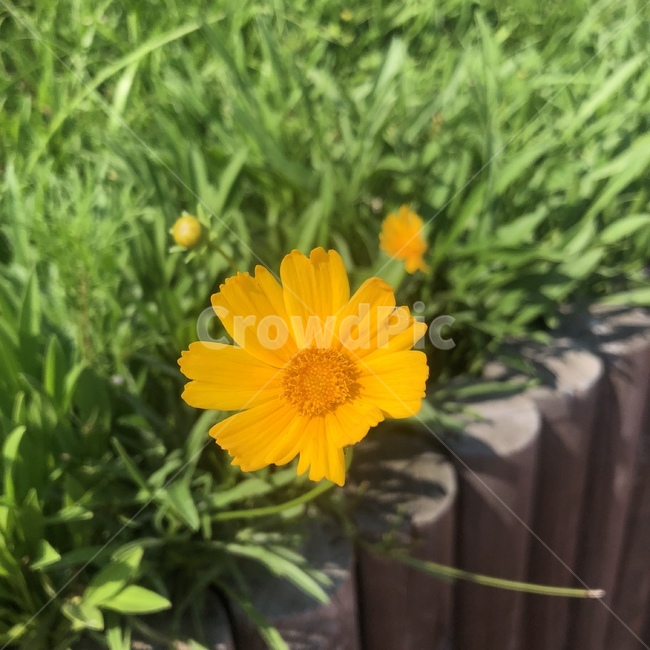 plant,식물,flower,꽃,blossom,자연,봄,풀,나무,식물,자연,plants,nature,꽃,flower