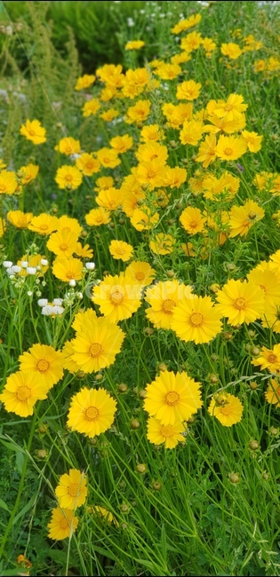 금계국,노랑,아침,봄,풍경,식물,자연,plants,nature,꽃,flower