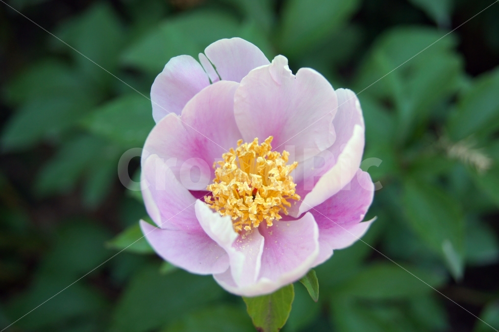 꽃,꽃사진,무궁화,무궁화사진,이쁜꽃,식물,자연,plants,nature,꽃,flower