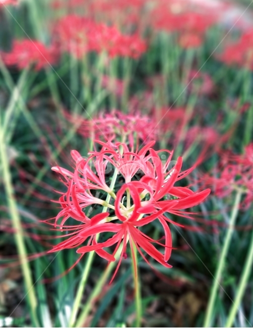 plant,식물,blossom,꽃,flower,석산화,가을꽃,꽃말슬픈추억