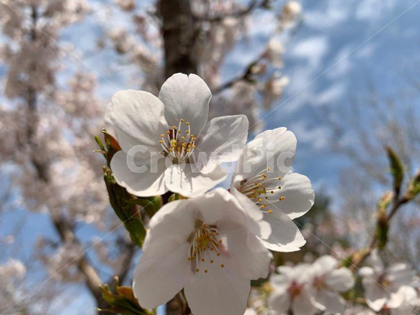 벚꽃,벚꽃놀이,꽃,꽃놀이,벚꽃길,안산벚꽃,봄,봄,계절,spring,season,식물,자연,plants,nature,꽃,flower,plant