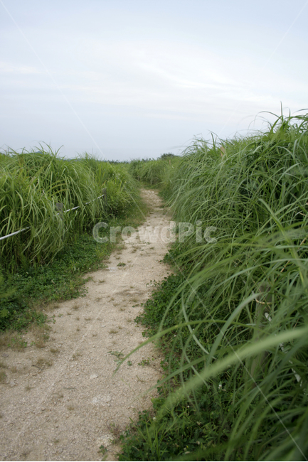 식물,plants,nature,억새,여름,하늘공원,길,초록,산책,자연,풍경,nature,landscape,grass,잔디,plant,vegetation,초목