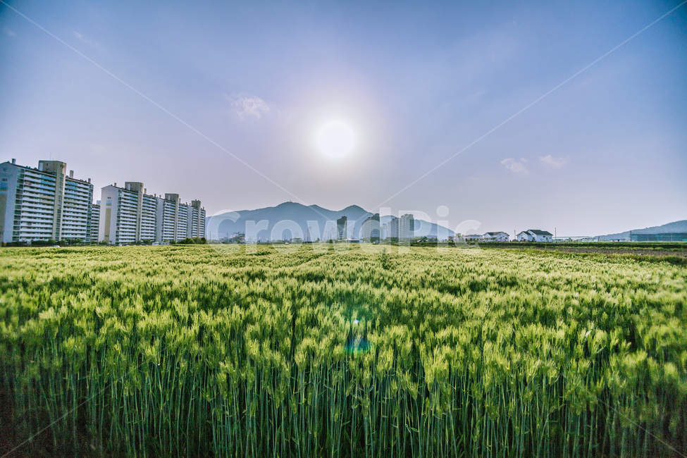사천,삼천포,청보리,녹색,초록,봄,계절,spring,season,도시,풍경,city,landscape,한국도시풍경,한국도시경관,korea cityscape,plant,식물