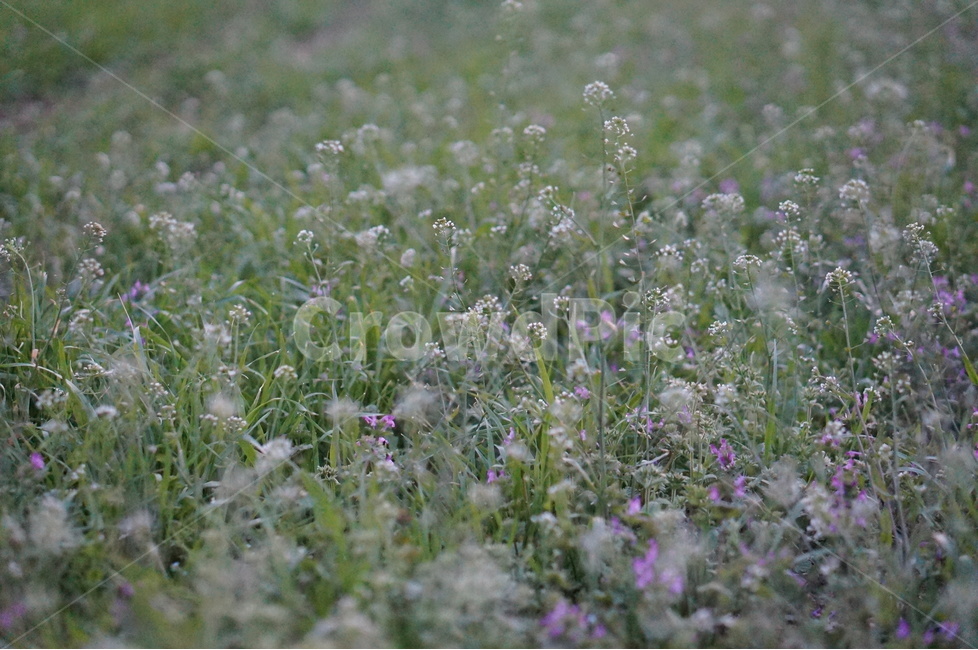 냉이꽃,흰색,풀밭,봄,저녁,식물,자연,plants,nature,꽃,flower