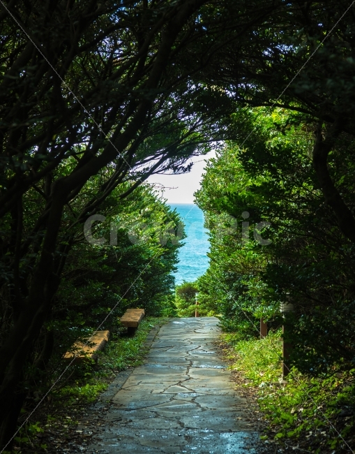 제주도,한반도,한국,대한민국,남원큰엉,숲,숲길,자연,풍경,nature,landscape,한국자연풍경,한국자연경관,korea nature landscape,식물,plants,나무,trees,wood,path,통로,outdoors,옥외,garden,정원,arbour,정자