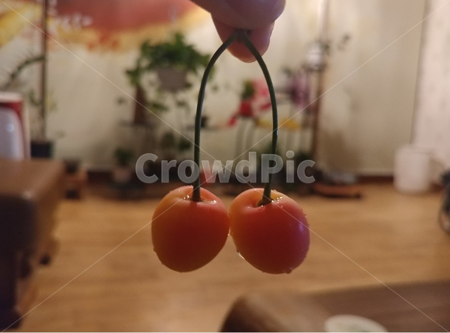 체리,포근한느낌,아늑한느낌,집,과일