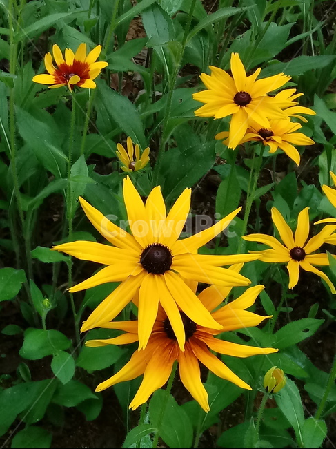 루드베키아,coneflower,노란색꽃,식물,천인국,꽃