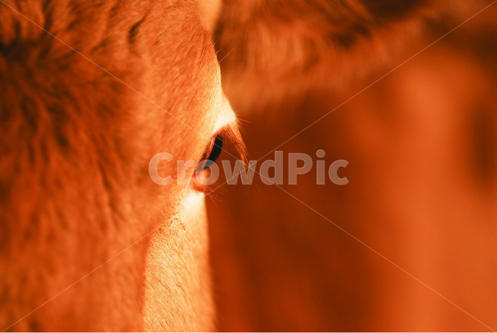 동물,소,눈,포유류,근접촬영,cow,cattle,animal,eye,closeup,mammalia,동물,animal,포유류,mammal