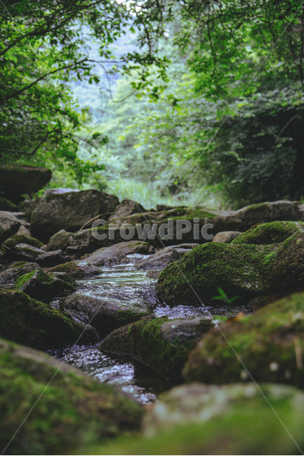 계곡,물,돌,바위,이끼,나무,초록,green,여름,여름,계절,summer,season,자연,풍경,nature,landscape,plant,식물,algae,조류